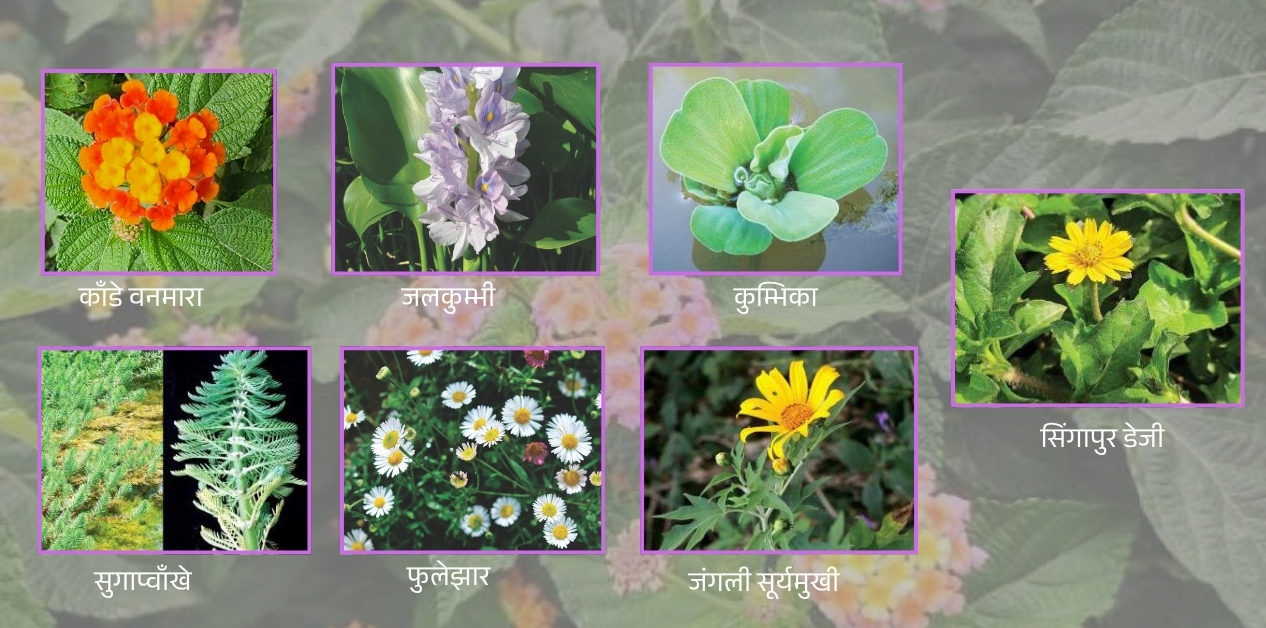 सजावटका वनस्पतिको बोझ
