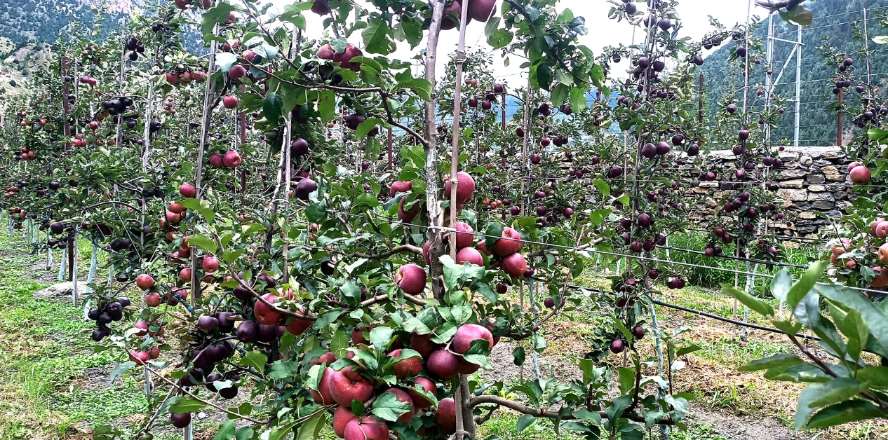 मुस्ताङको घमीमा सामूहिक स्याउ खेती
