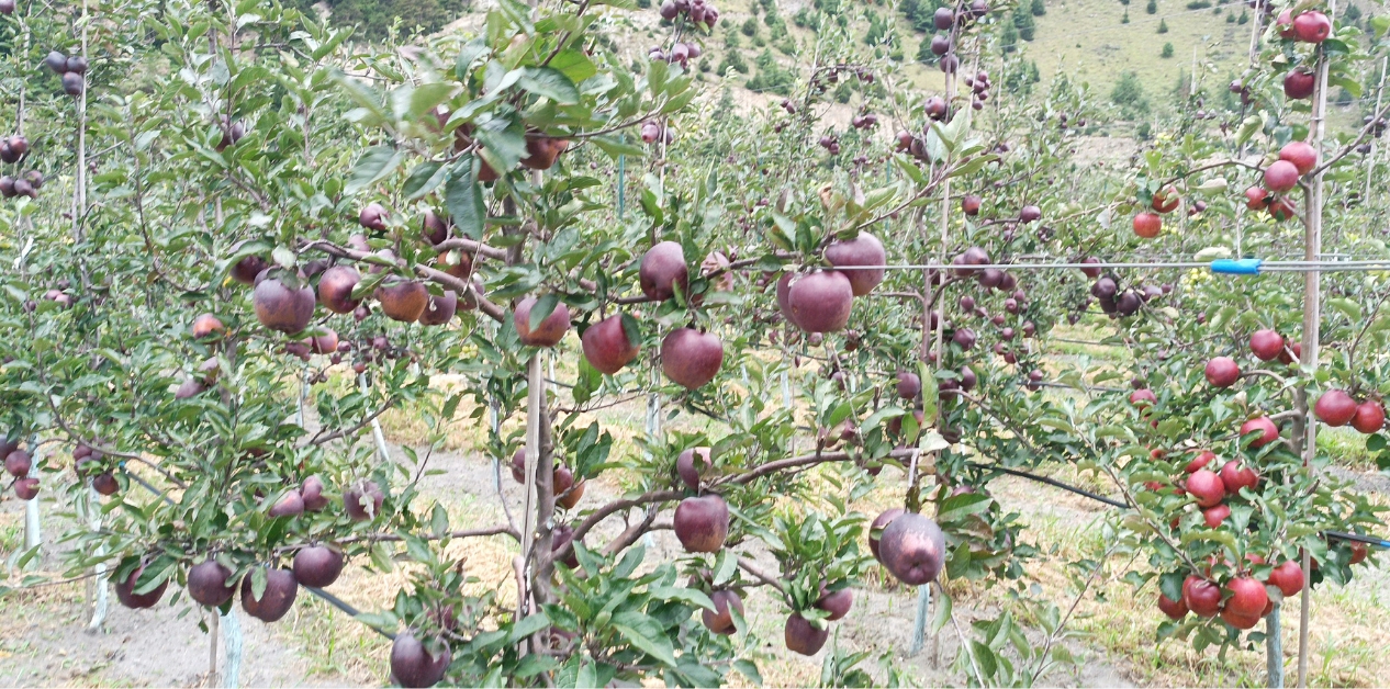 स्याउ बगैँचा व्यवस्थापनमा जुटे किसान