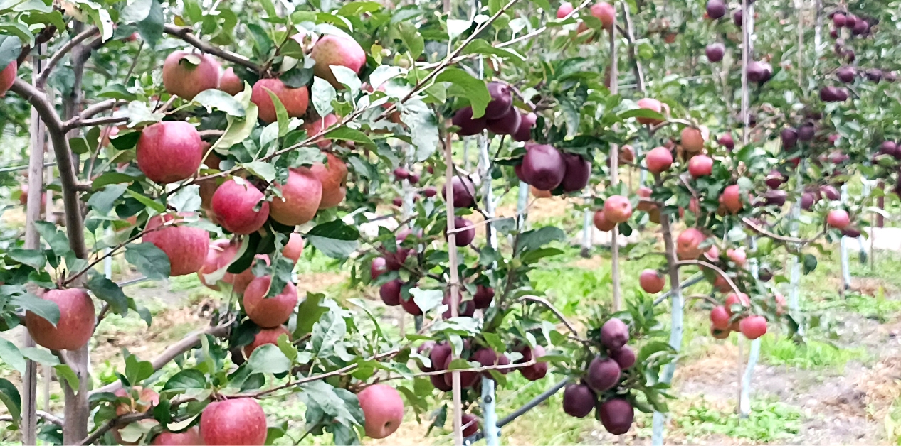 मुखै रसाउने मुस्ताङको स्याउ