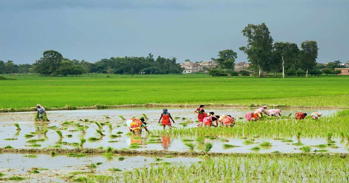 साढे तीन प्रतिशतले घट्यो धान रोपाइँ