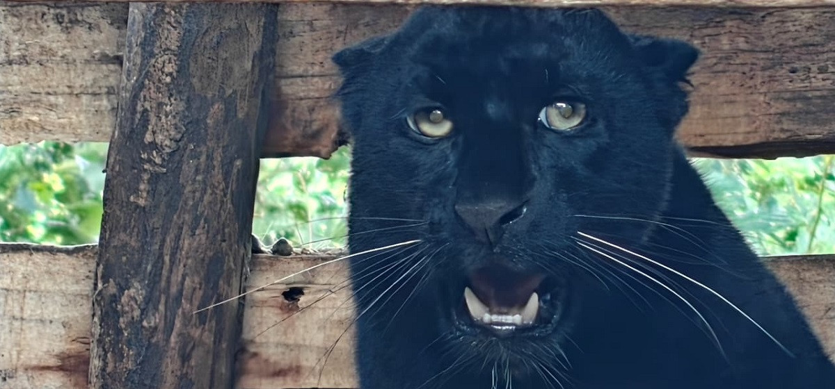 इलाममा दुर्लभ कालो चितुवा फेला