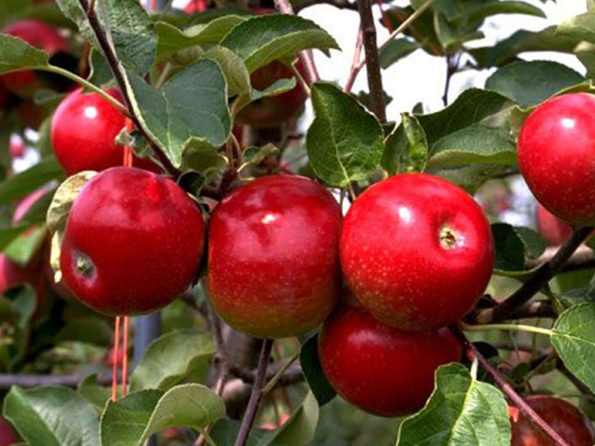 कोरलानाकाबाट चिनियाँ स्याउ आयात गर्न नपाइने