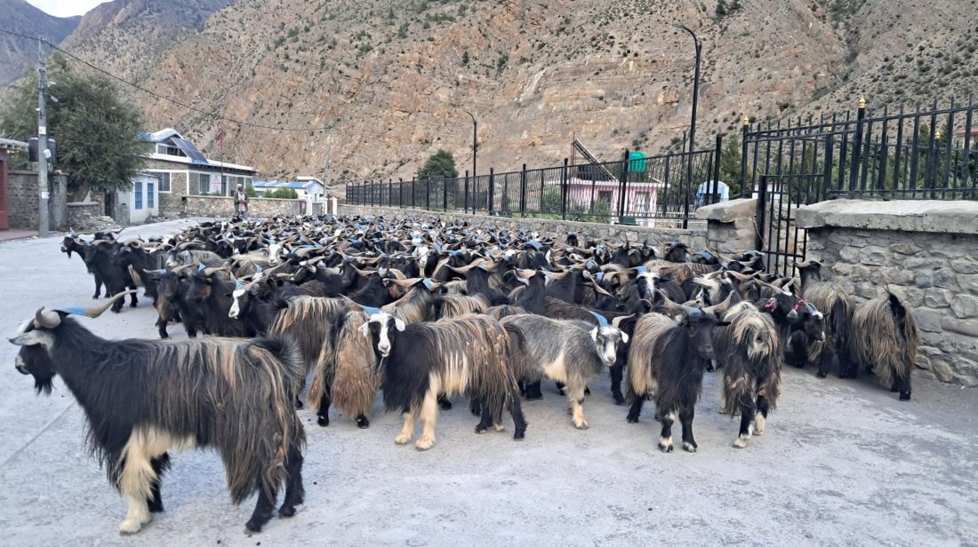 मुस्ताङबाट ३५ करोडभन्दा बढी मूल्यका भेडाच्याङ्ग्रा निकासी