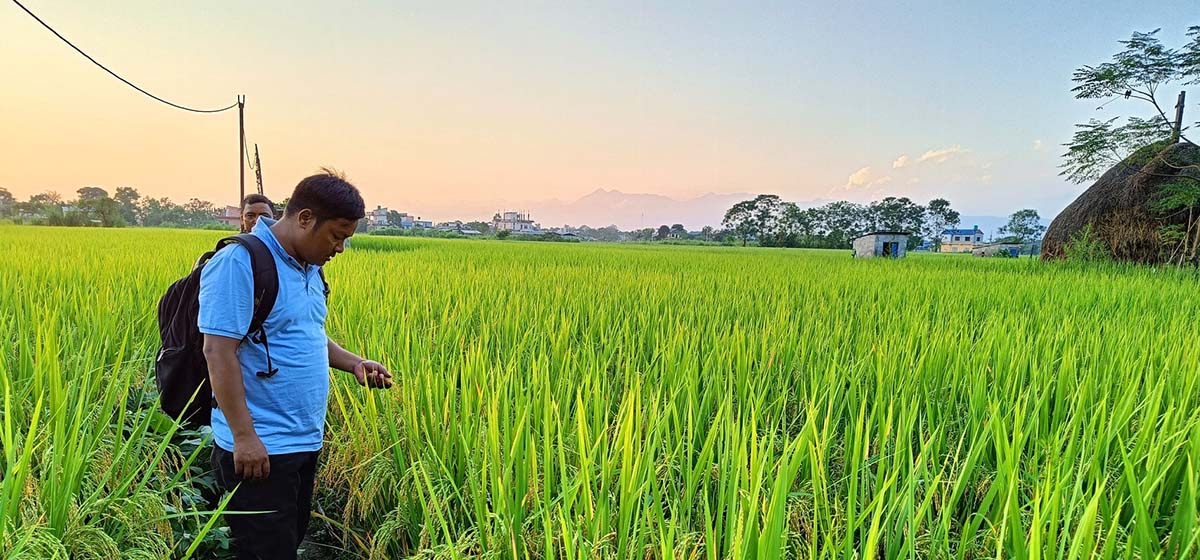 धानबालीमा मरुवा रोगको समस्या
