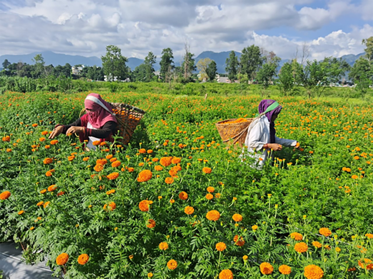 बेमौसमी फूलखेती गरेर १५ लाख आम्दानी