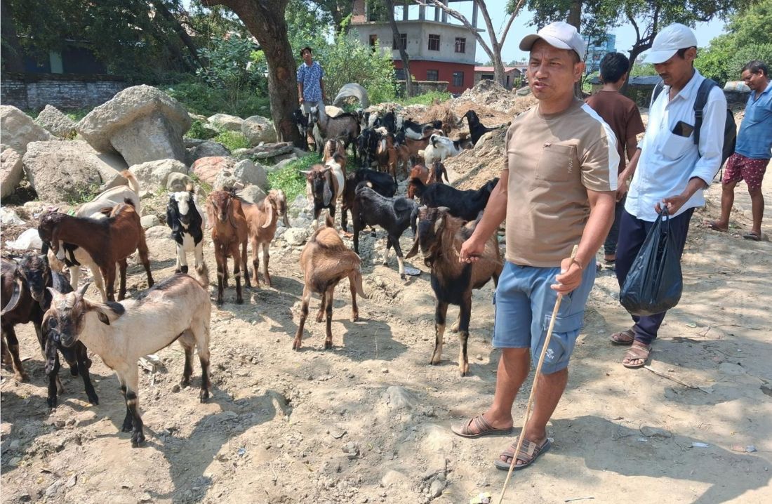 खसी–बोका बिक्री हुँदा किसान खुसी 