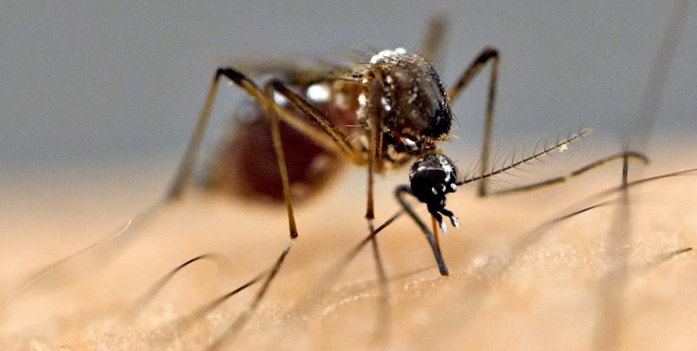 जापानिज इन्सेफलाइटिसबाट नवलपुरमा तीन जनाको मृत्यु