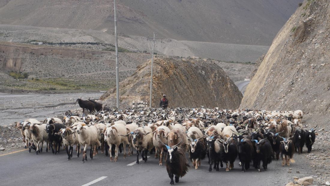 दसैँका लागि तेह्र हजार बढी भेडाच्याङ्ग्रा मुस्ताङ हुँदै अन्य जिल्ला पठाइयो