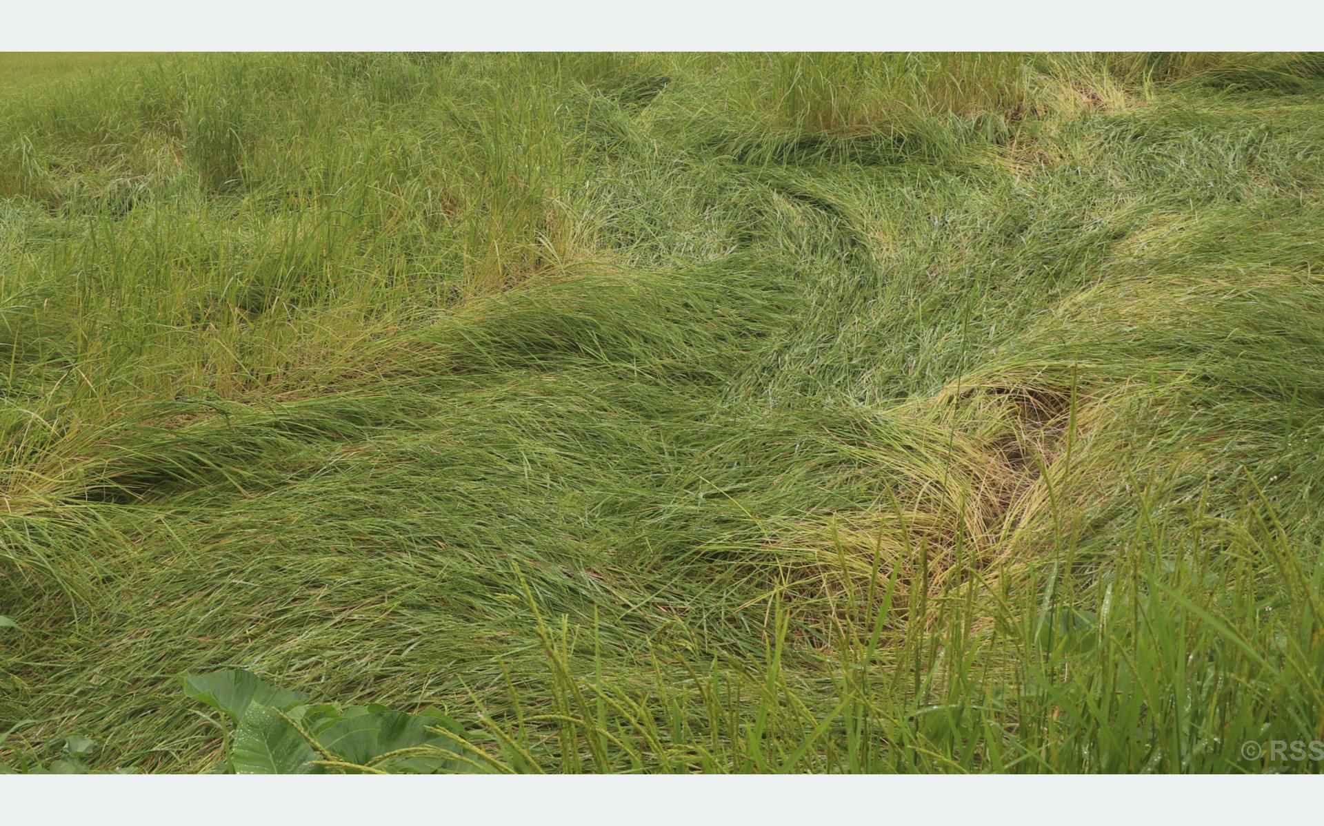 भोजपुरमा वर्षाले धानबालीमा क्षति