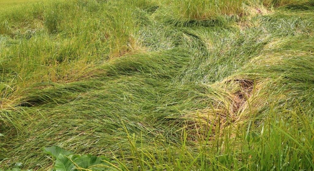 बाढीले पाँच करोडको धान नष्ट