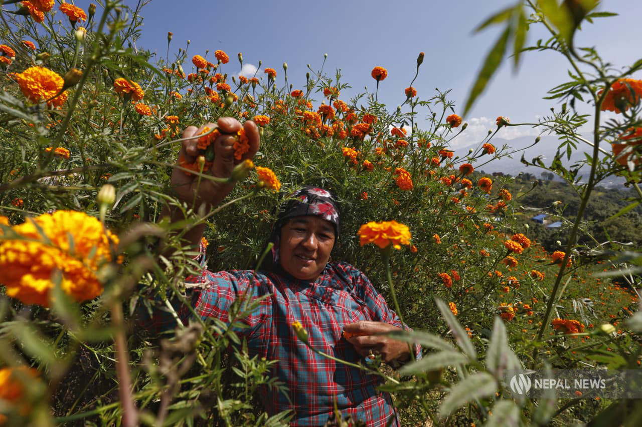बारीका पाटामा ढकमक्क सयपत्री [फोटो फिचर]