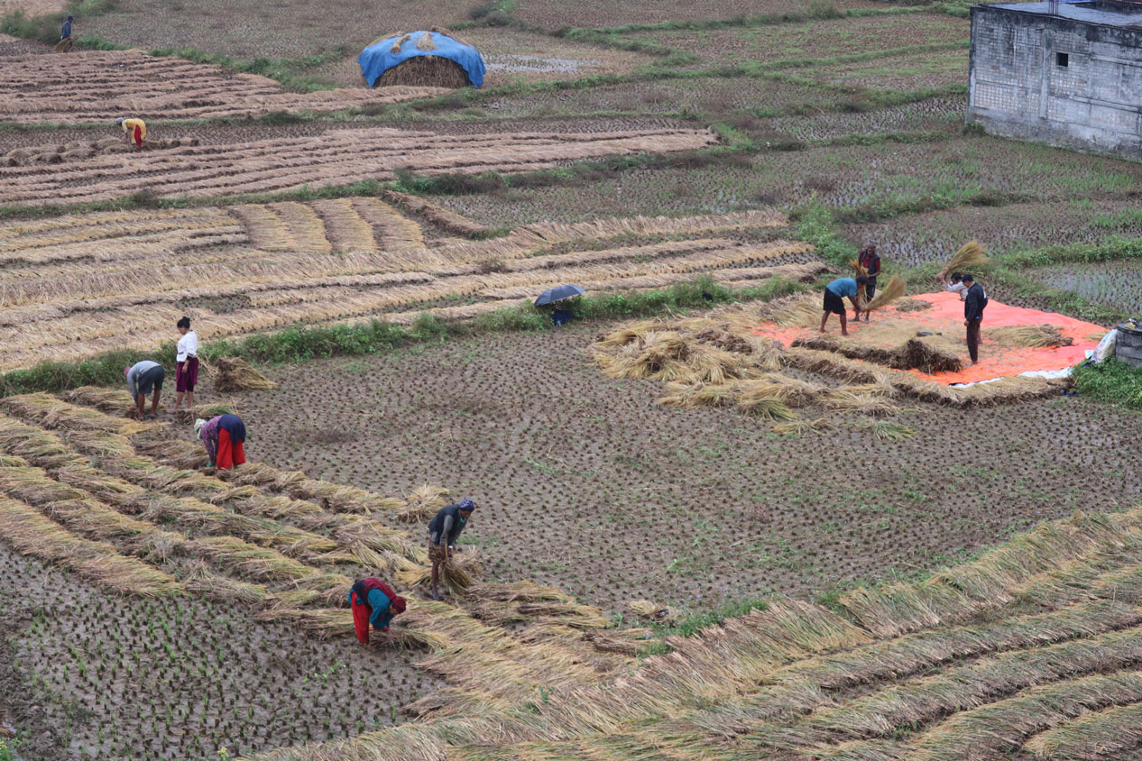 वर्षाको पर्वाह नगरी नुवाकोटका किसान धान भित्र्याउँदै