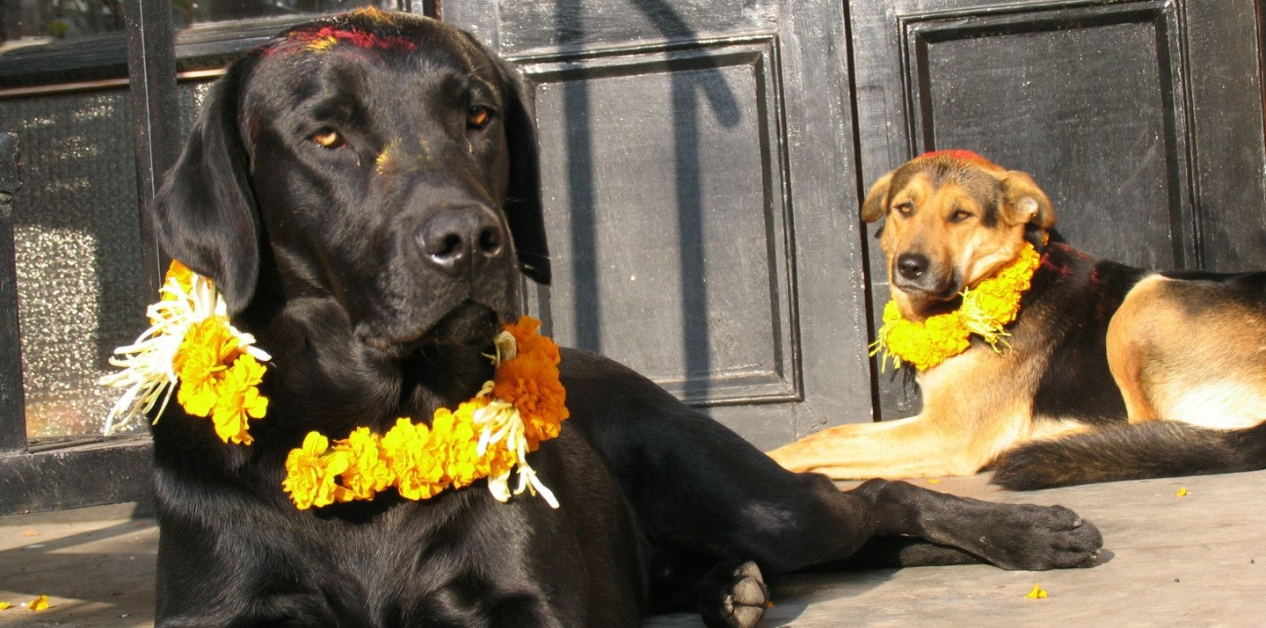 आज तिहारको तेस्रो दिन, कुकुर पूजा गरिँदै