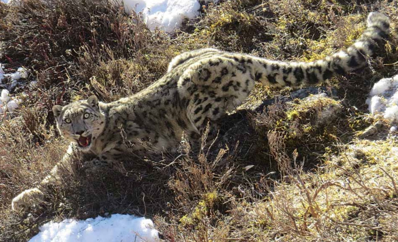 हिउँचितुवालाई बासस्थान र आहाराको चुनौती