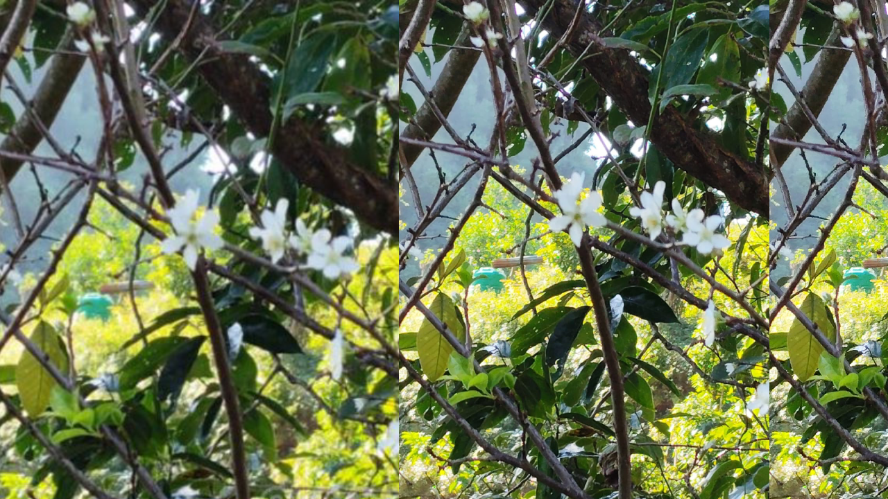 असोजमै फुल्यो ‘पलम’