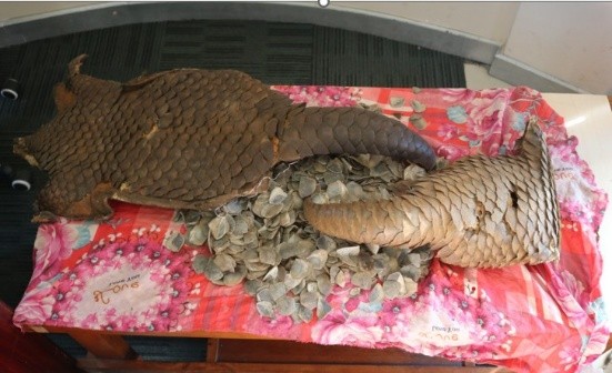 सालकको खपटा र छालासहित तारकेश्वरबाट दुई जना पक्राउ