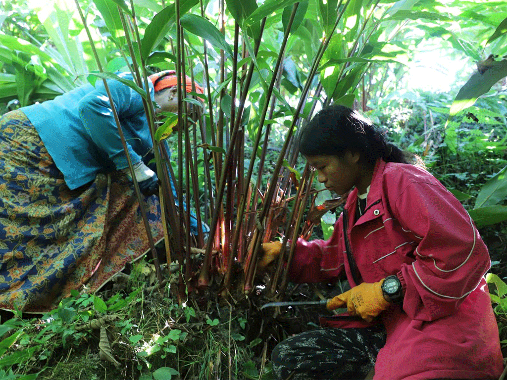 अलैँचीको मूल्य पाउँदा किसान उत्साहित