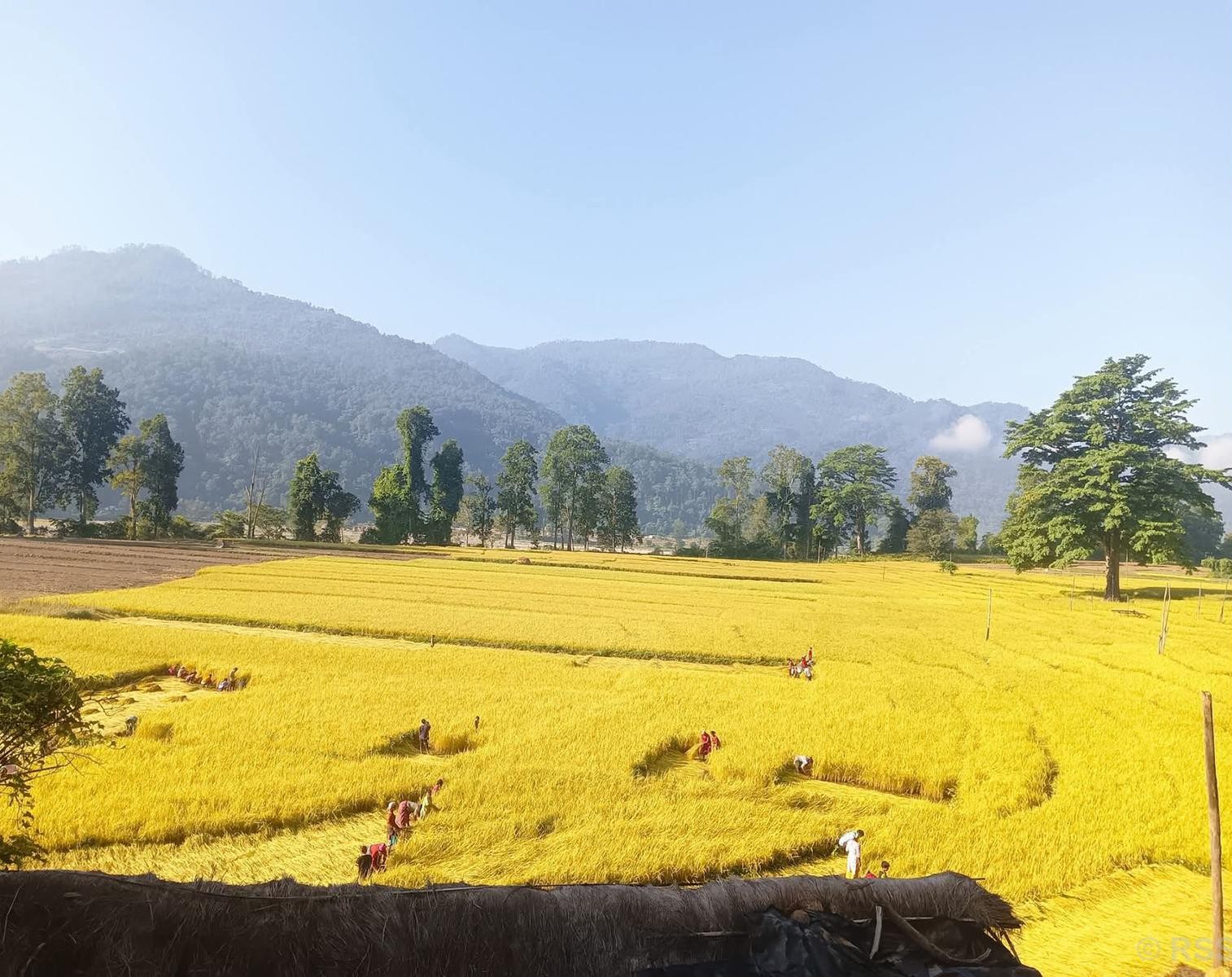 किसानलाई धान काट्ने चटारो