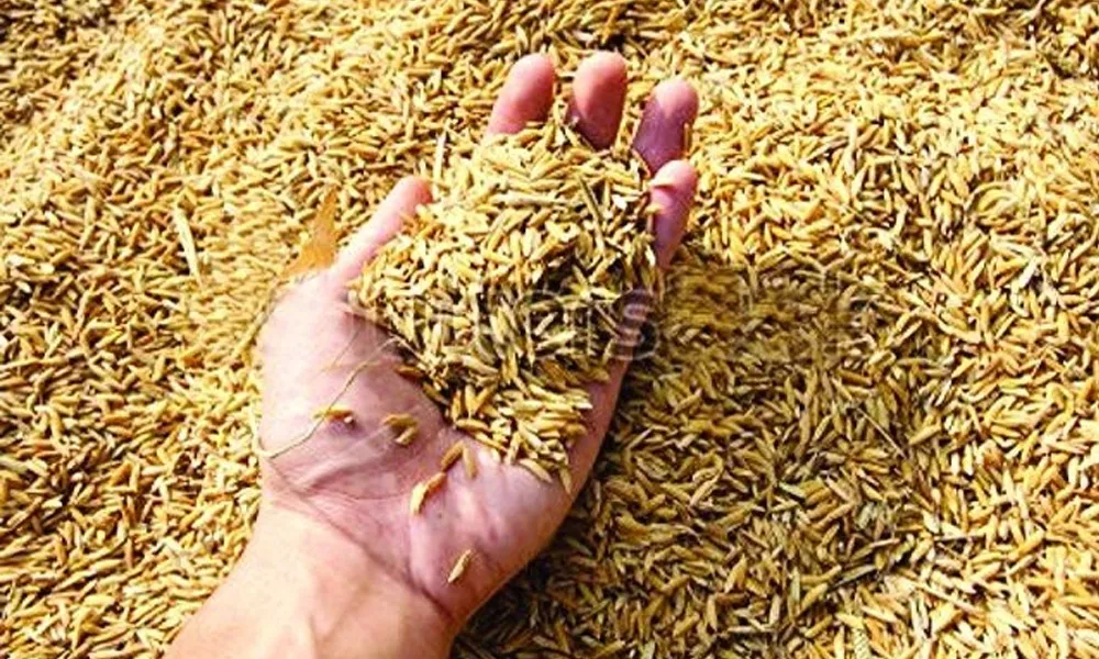 बाँकेमा धानखेती क्षेत्र घट्यो, उत्पादन बढ्यो