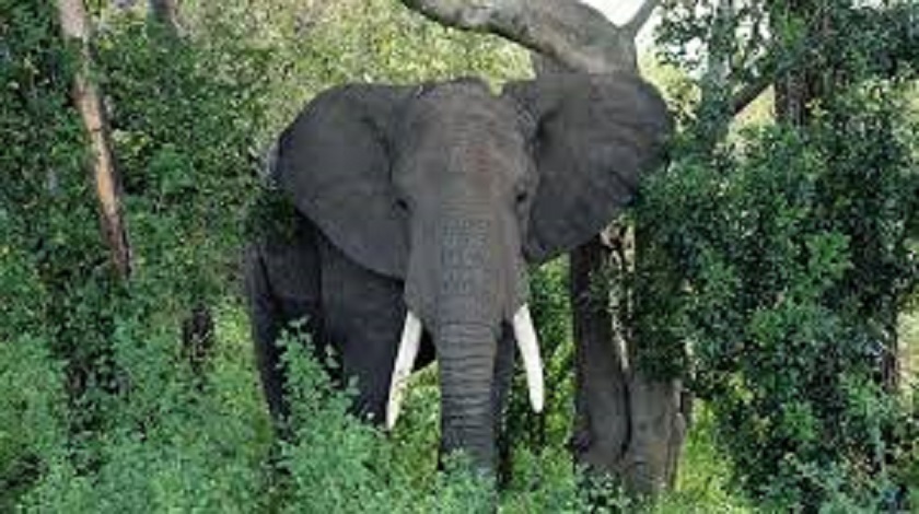 जङ्गली हात्तीको आक्रमणबाट महिलाको मृत्यु