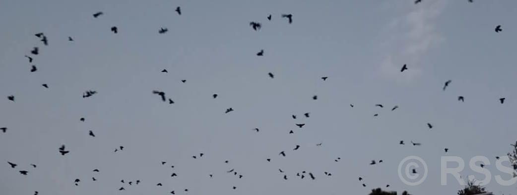 नारायणहिटी दरबार सङ्ग्रहालय अगाडि दुलालको काग सम्मेलन