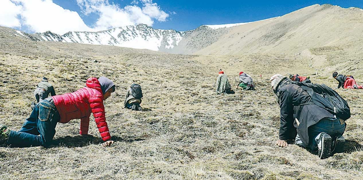 महँगो यार्सागुम्बाको अँध्यारो पाटो