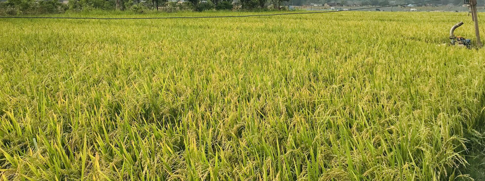 कैलालीमा धान उत्पादन घट्यो