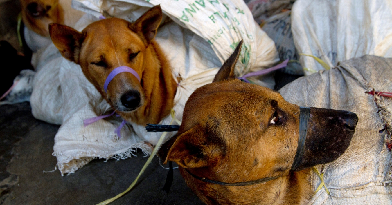इन्डोनेसियामा कुकुर, बिरालो र चमेरोको मासु प्रतिबन्ध