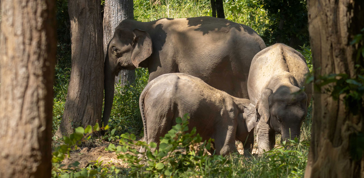 जङ्गली हात्ती गाउँपसेर उपद्रो मच्चाउँदा…