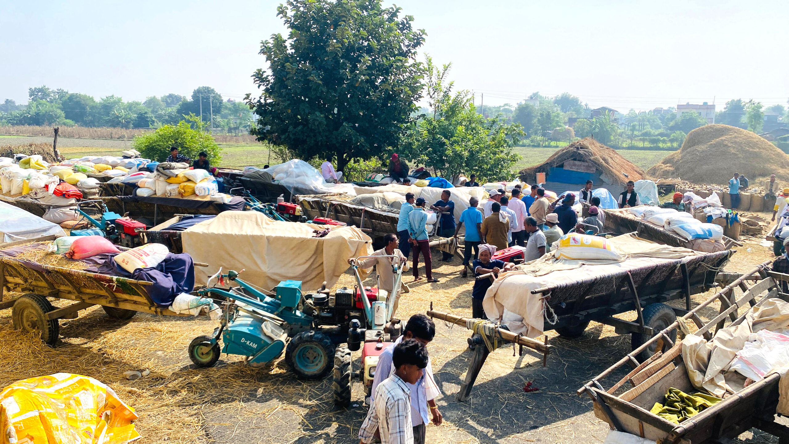 कैलालीमा खाद्यले किन्यो १२ हजार ५०० ‘क्विन्टल’ धान