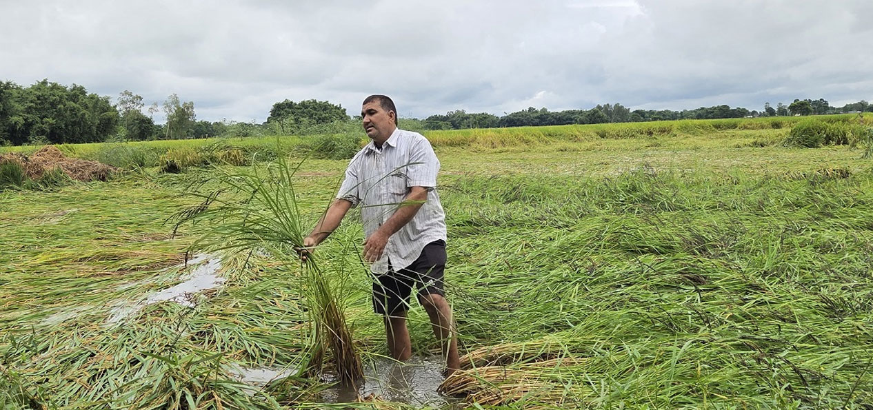 बेमौसमी वर्षाले सुनसरीका किसानको साढे २ अर्ब नोक्सान