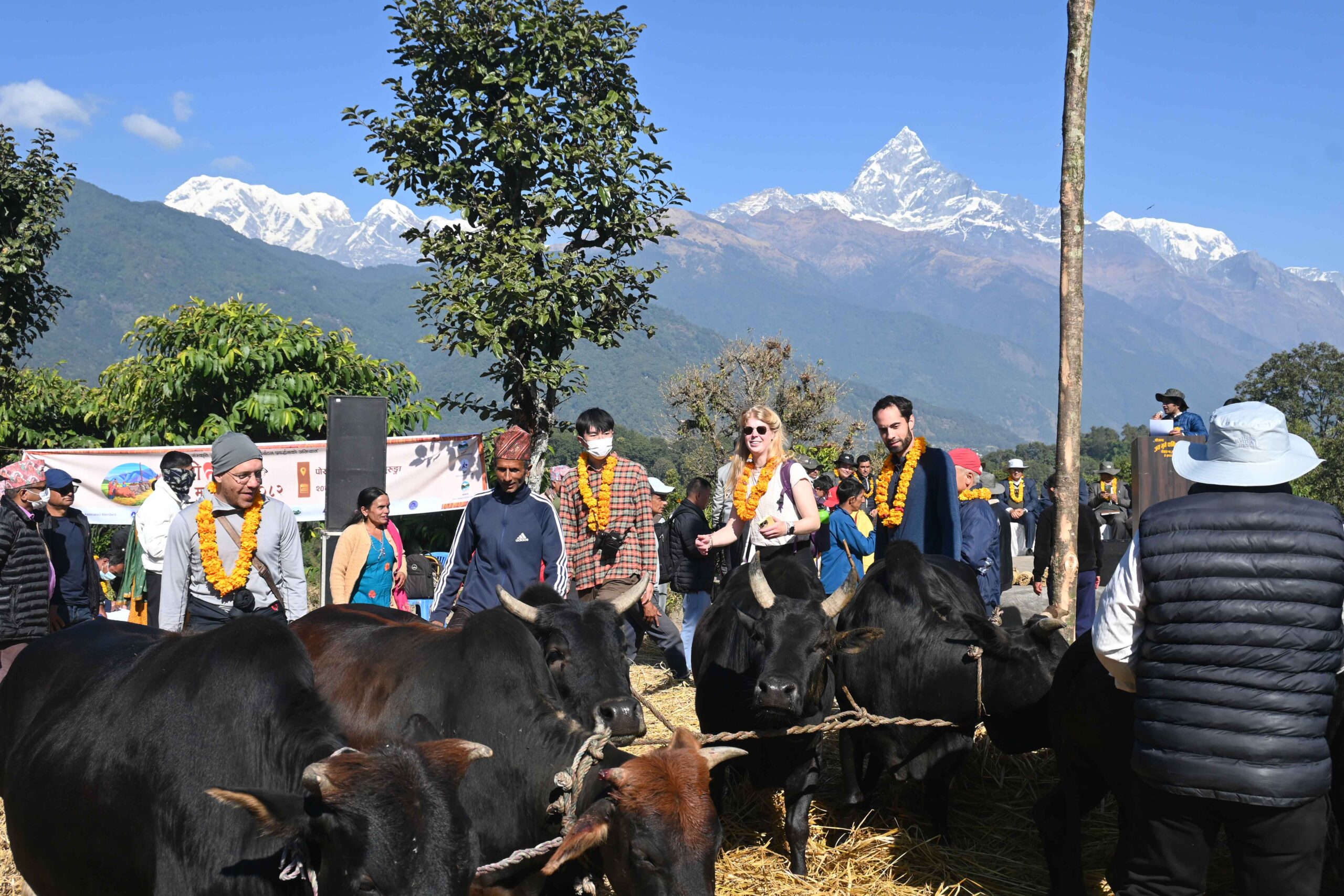 पोखरामा दाइँ महोत्सव