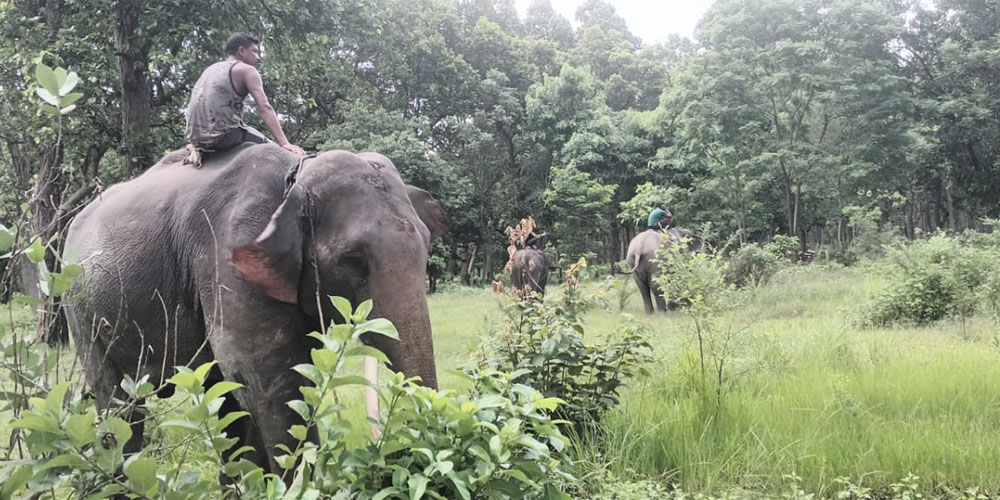 हात्ती परिचालन गरेर बाघको खोजी
