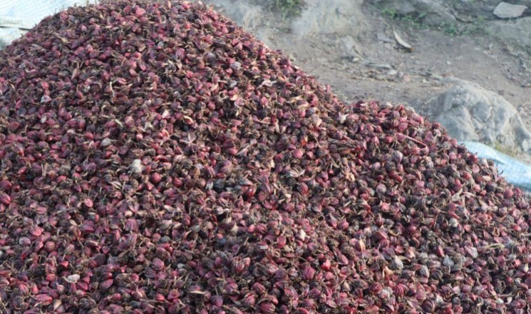 मेची भन्सारबाट छ महिनामा ७ अर्ब १९ करोडको अलैँची निर्यात