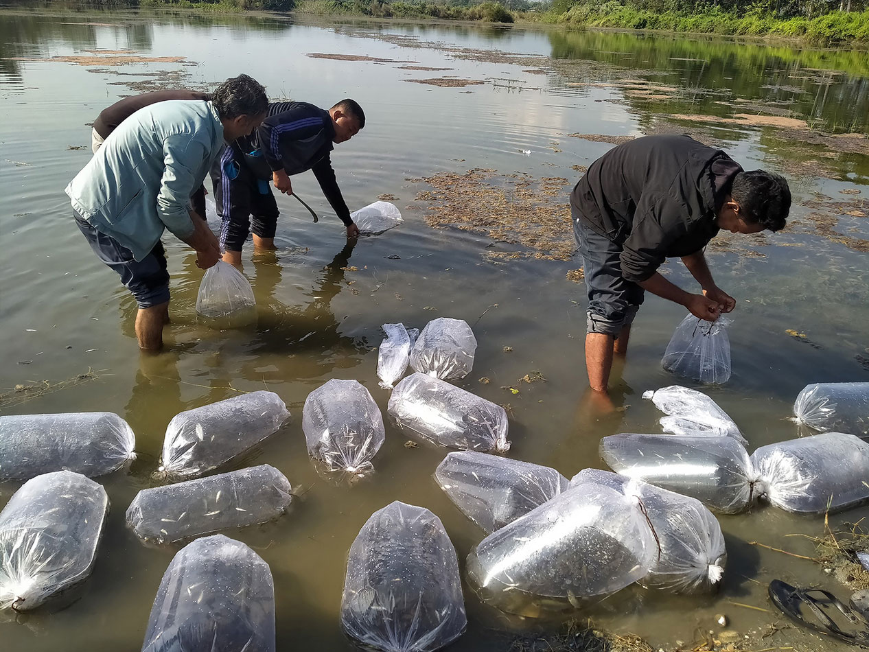 शनिश्चरे तालमा १६ हजार माछाका भुरा