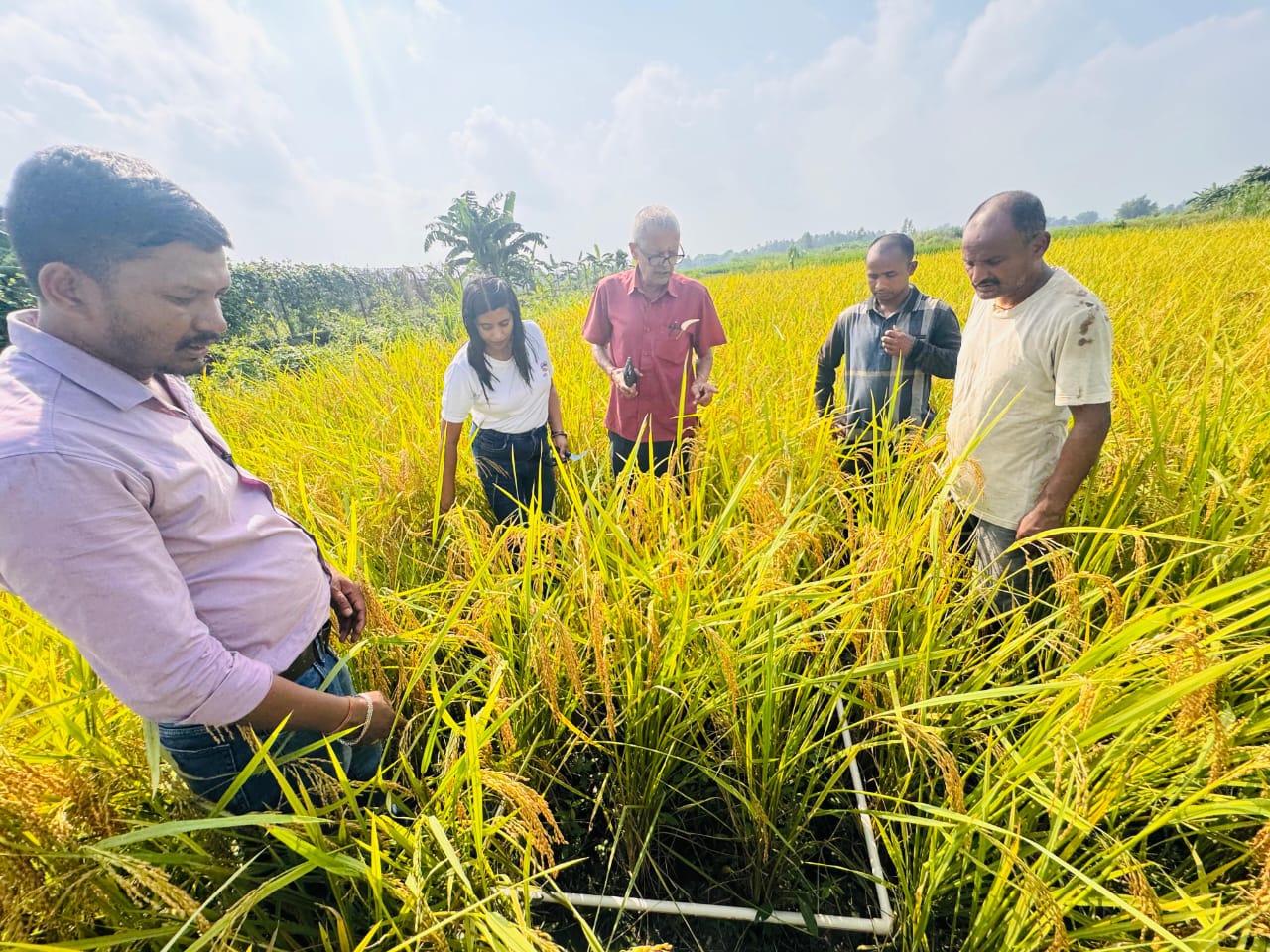 बेमौसमी वर्षाका कारण घट्यो धान उत्पादन