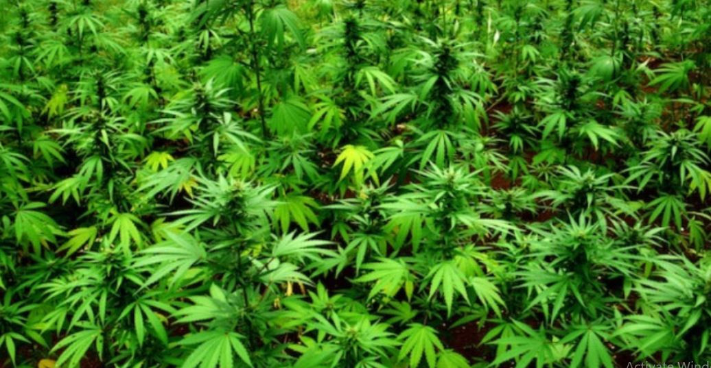 तीस बिघामा लगाएको गाँजा फडानी