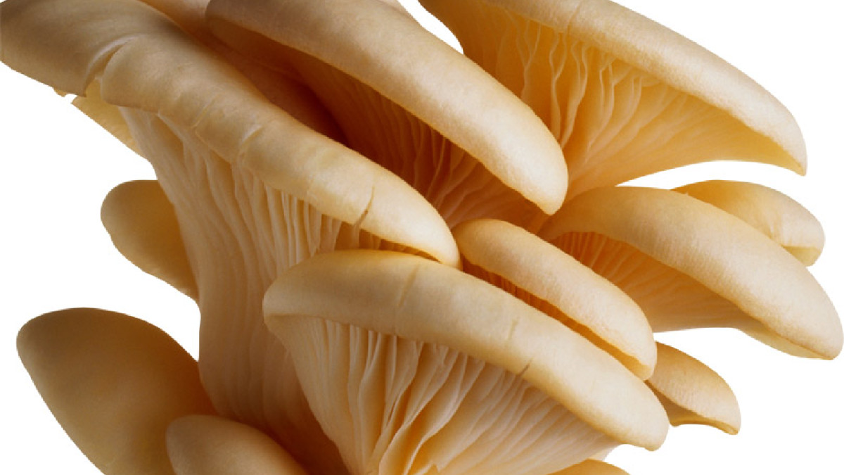 राष्ट्रिय च्याउ दिवसः नेपालमा ११ सय ५० प्रजातिका च्याउ, सय प्रजातिका विषालु