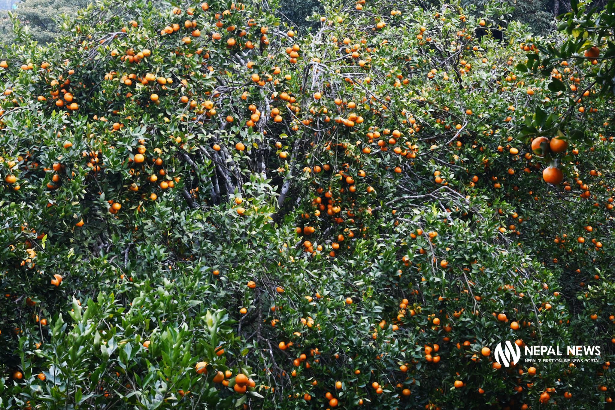 लटरम्म फलेको सुन्तला बगान [फोटो फिचर]