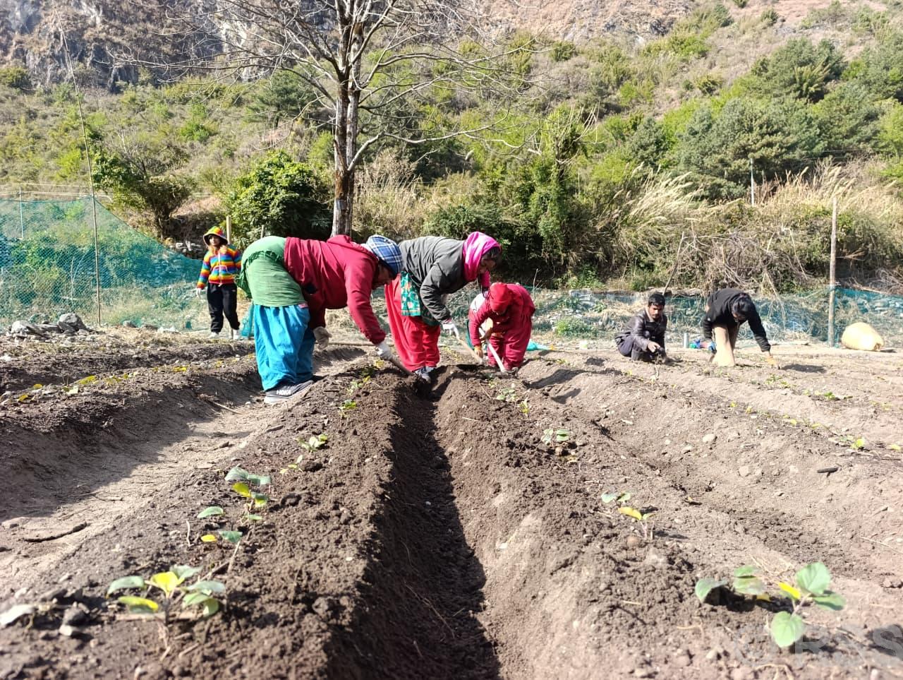मुस्ताङको बागवानीमा ‘हाईब्रिड’ स्याउका बिरुवा उत्पादन गर्न सुरु