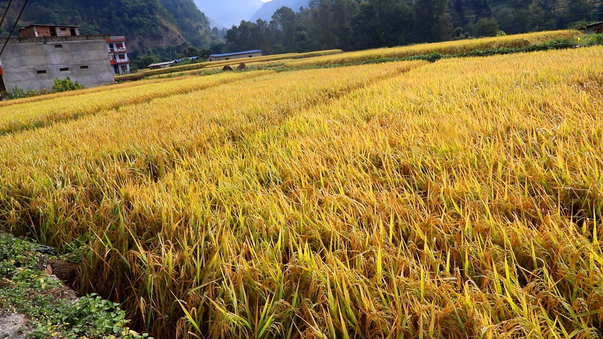 बागलुङमा धान उत्पादनमा बढ्यो