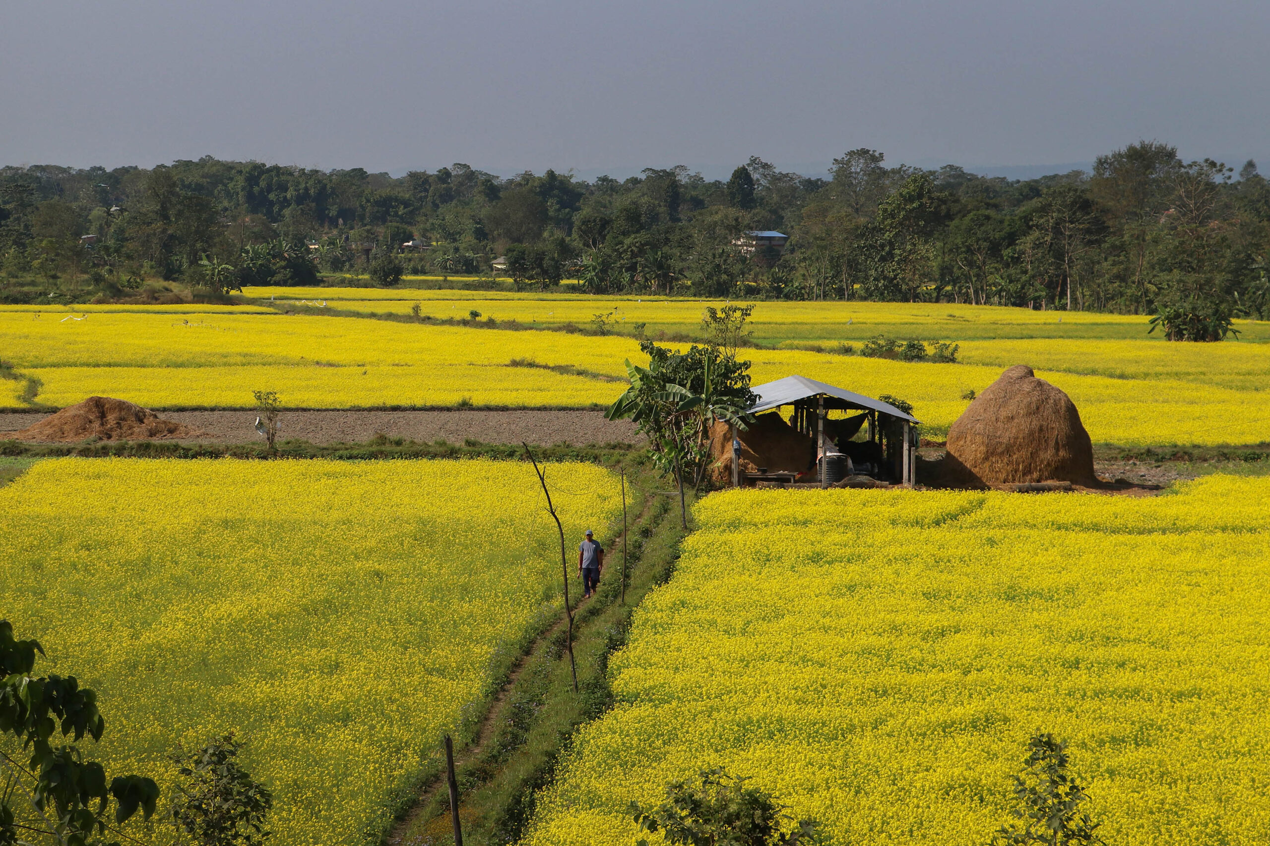 आहा ! पहेँलपुर तोरी [फोटो फिचर]