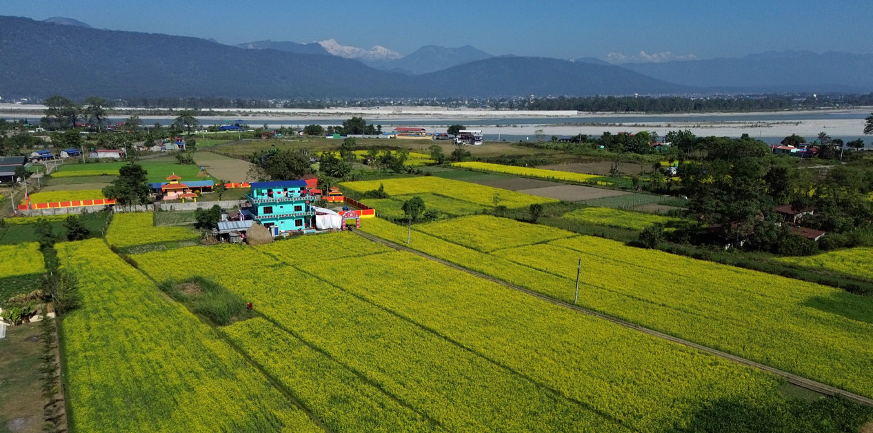 तोरीले पहेँलपुर चितवन