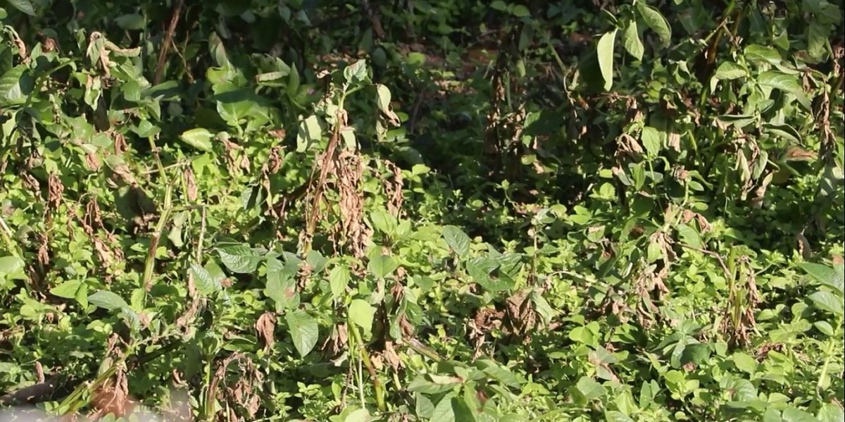 भोजपुरमा हिउँदे आलुमा डढुवाको सङ्क्रमण