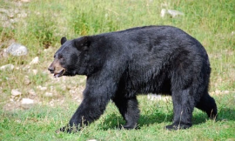 फुङलिङमा भालु नियन्त्रणमा लिन फलामको खोर राखियो, सतर्कता अपनाउन आग्रह