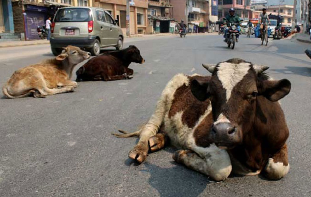 लुम्बिनी प्रदेशमा करिब १२ हजार सात सय छाडा चौपाया: सर्वेक्षण