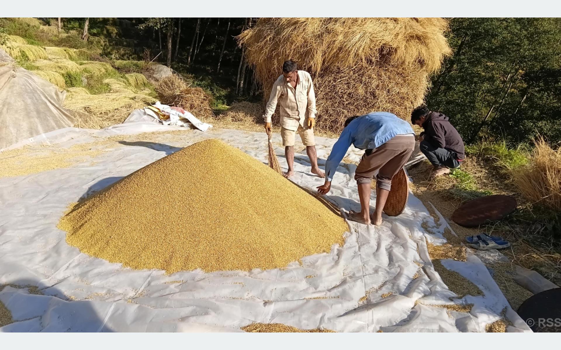 अनियमित मौसमका कारण यस वर्ष धान उत्पादन घट्यो