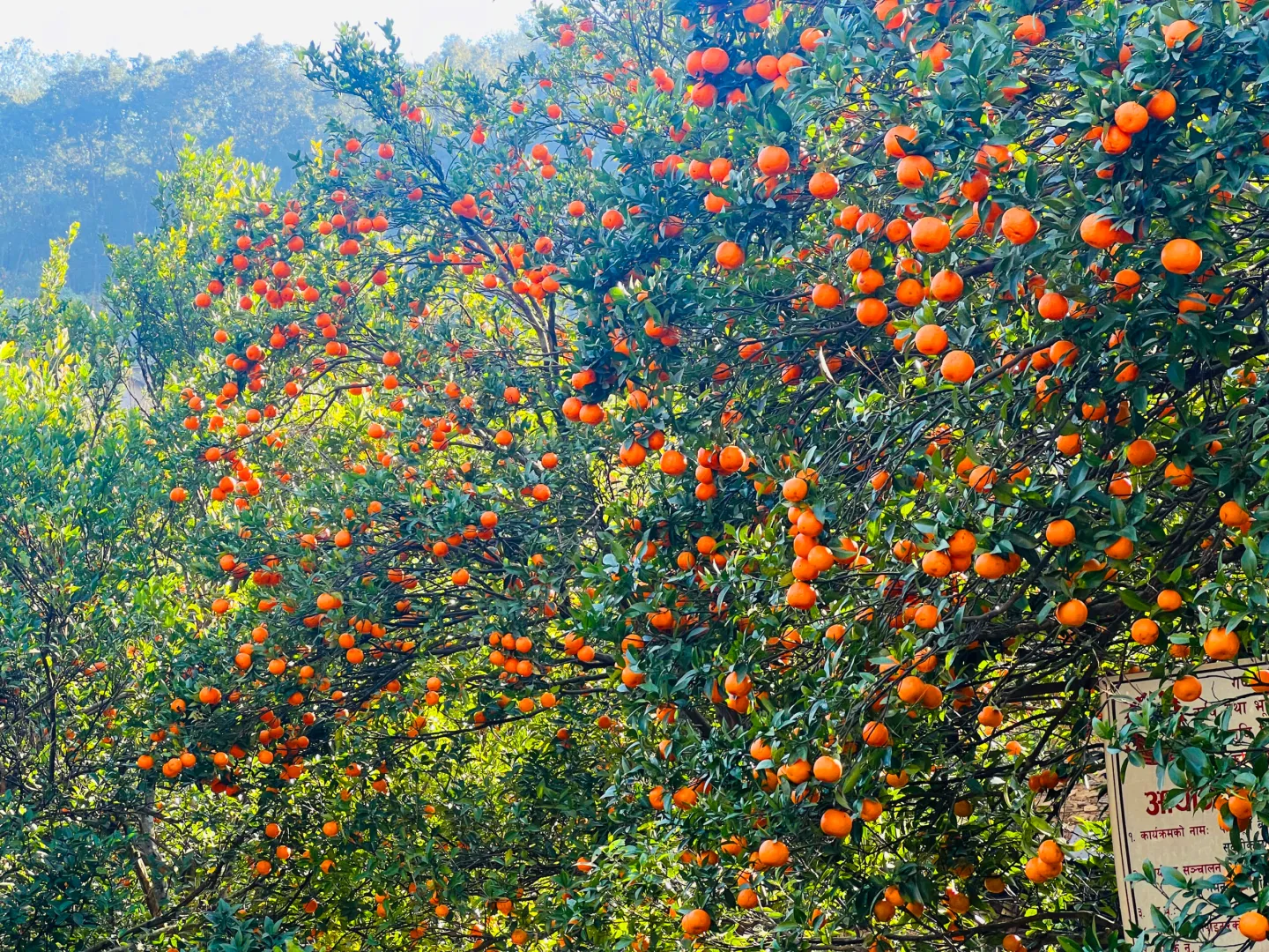 बागलुङका किसान सुन्तला सस्तोमा बेच्न बाध्य