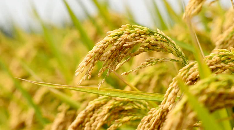 यसवर्ष धान उत्पादनमा चार प्रतिशतले कमी हुने